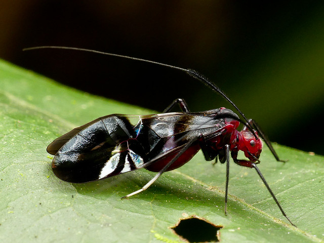 Poecilopsocus iridescens