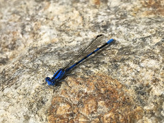 blue dragonfly 2