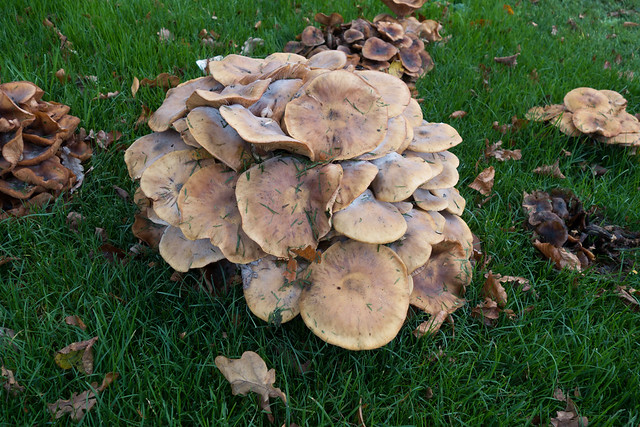 Mushroom mass