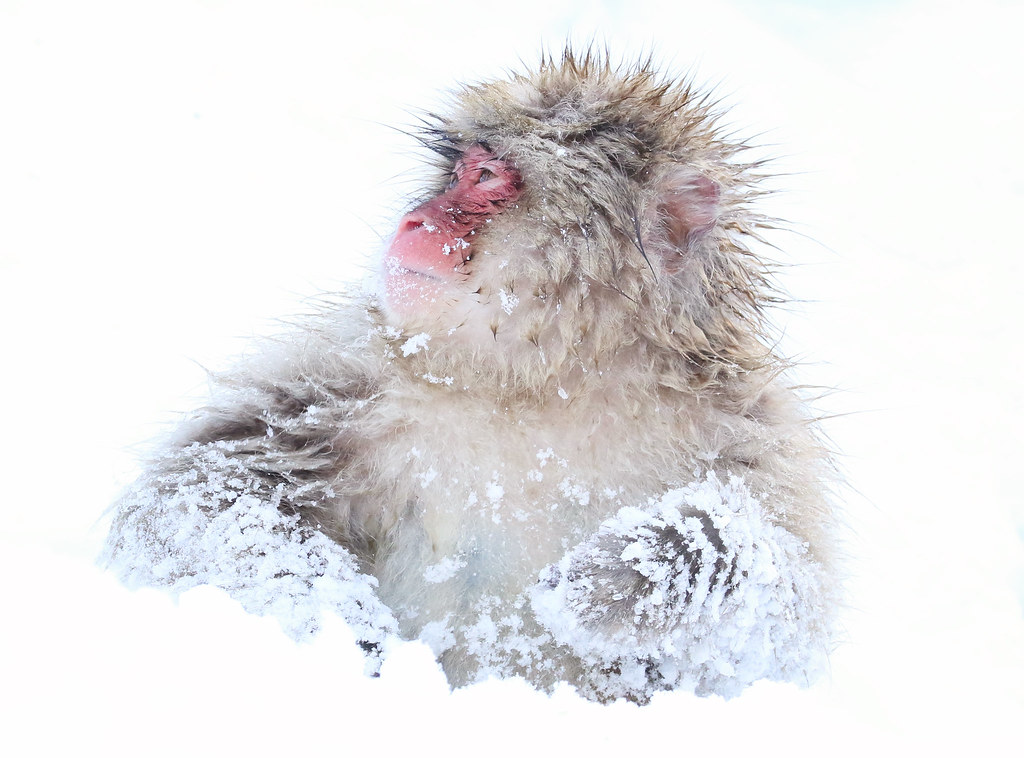 Snow Monkey Macaque japonais