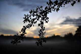 Amidst the morning dew  -  (Selected by GETTY IMAGES)