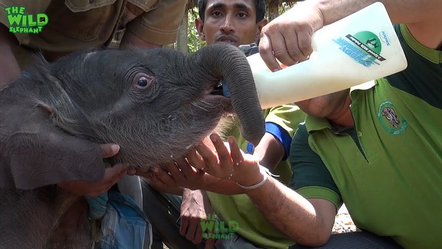 Wildlife team feeds little elephant with milk and also gets treated