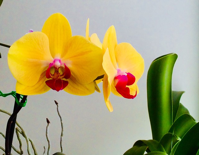 Real gold. Phalaenopsis orchid Solid Gold.