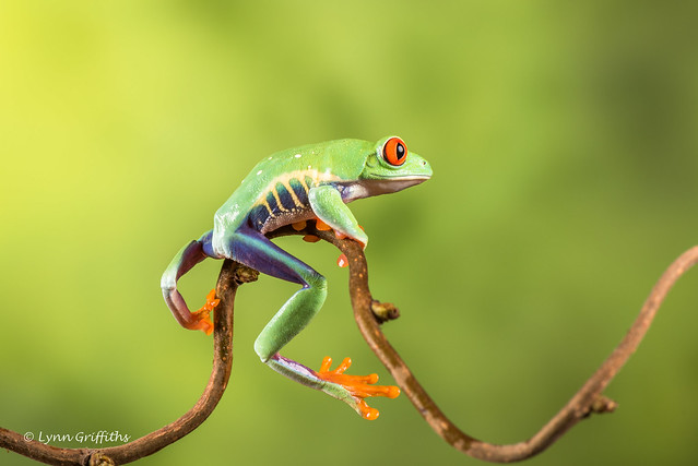 Red-eyed tree frog - Riding his bike D75_7153.jpg
