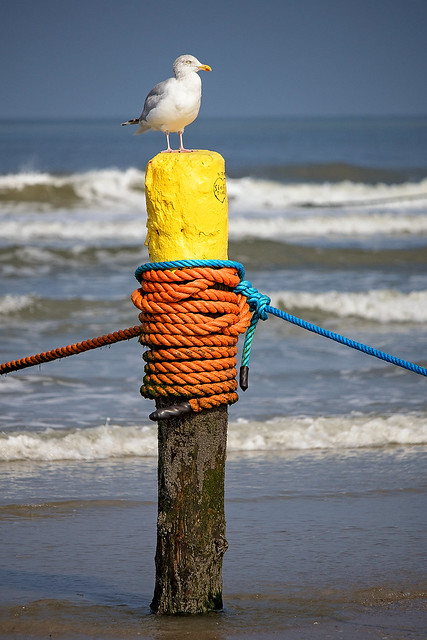 beach guardian