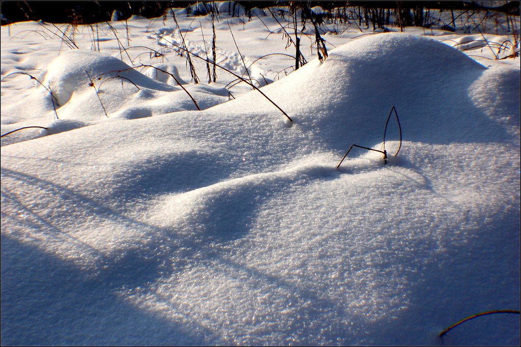 Snowy shadows