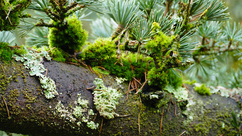 Exuberant lichen and moss on a conifer