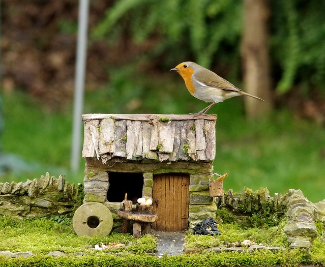 Robin with small cottage  (5)