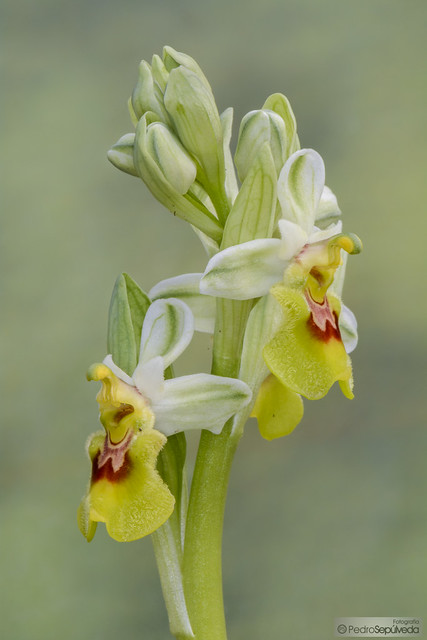 Ophrys tenthredinifera hipocromática