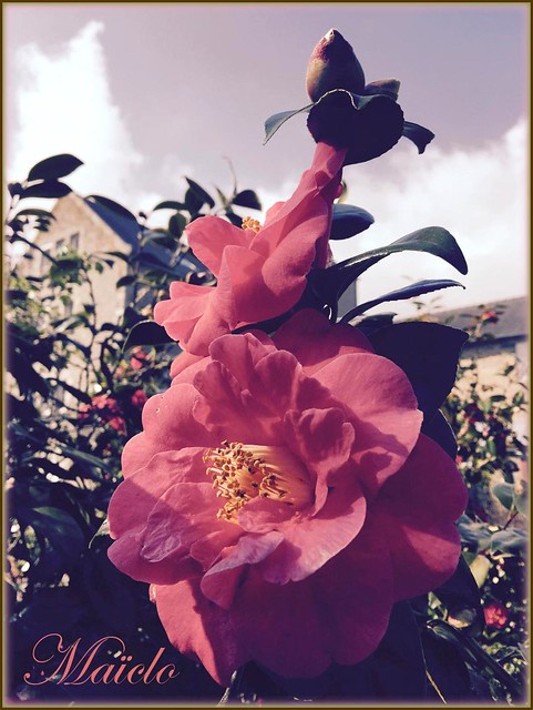 CAMELIA ( taken with the iPhone)