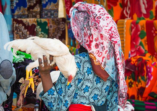 Oromo woman shopping a scarf and a live chicken at the colorful sambate market, Oromo, Sambate, Ethiopia