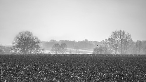 photography monochrome landscape winter flanders boutersem belgium canon trees bird heron landschap vlaanderen vlaamsbrabant belgië vogel