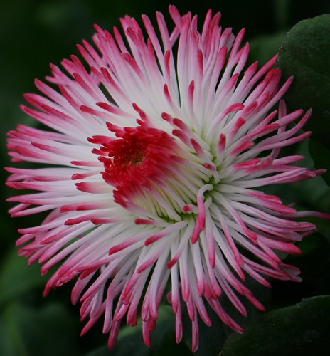 ..BELLIS  No 2 | by roy2063