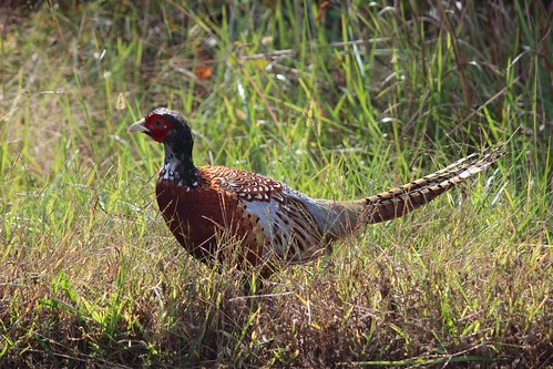 Photo of pheasant in a field