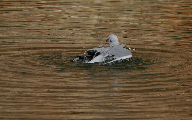 Water off a gull's back