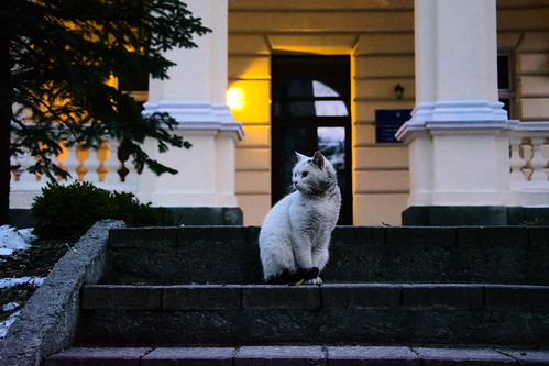 Cat The Guardian by anna.pohorielova, A stray cat guarding the gate of the state institution. The photo was taken after the sunset, so, un