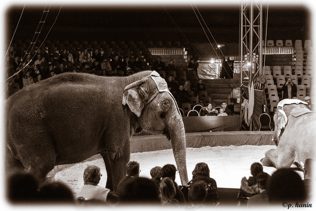 cirque elephant