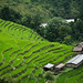 33209-013: Community-Managed Irrigated Agriculture Sector Project in Nepal.