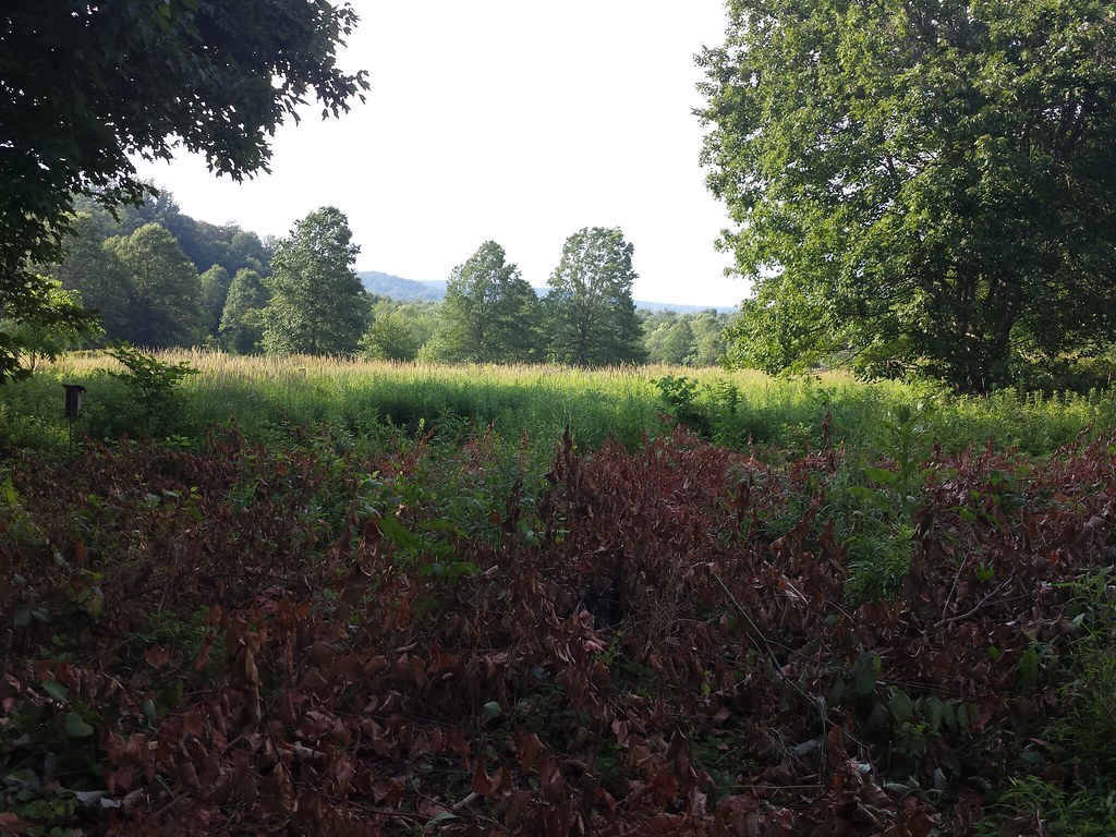 White Trail