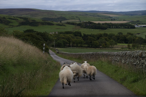 mullofkintyre scotland scozia argyll sheep pecore landscape paesaggio