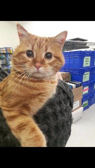 FOUND orange cat is now SAFE & SECURE with MEOW Foundation Thank you Janice Morin Leaskfor seeing yet another baby safe and out of harms way ❤️ YYC Pet Recovery shared Darlene Burt's post. After being posted as a sighting on a very cold night, this