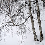 Birch trees 樺樹