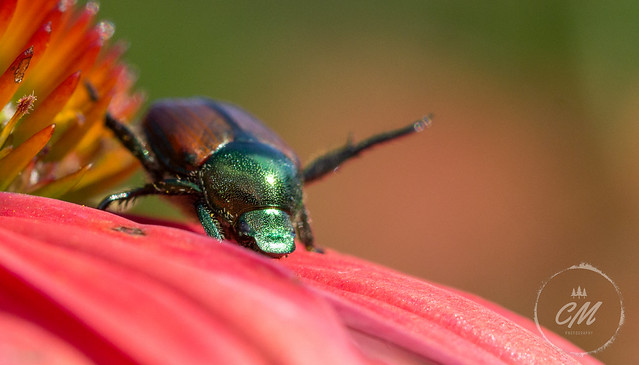 Japanese Beetle macro shot