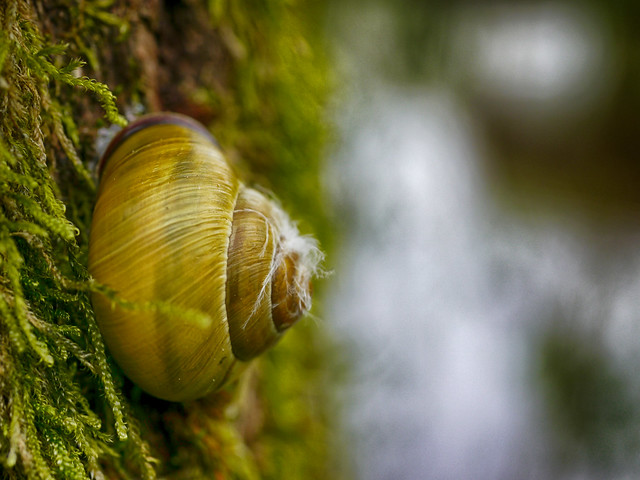 Vertical snail