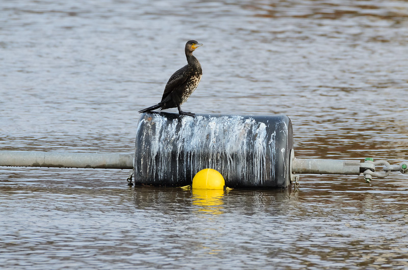 Young cormorant, Trew's Weir, Exeter