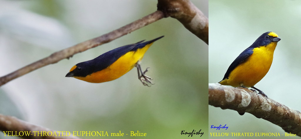 (Species #1192) Yellow-throated Euphonia - [ Crystal Paradise Resort, Belize ]