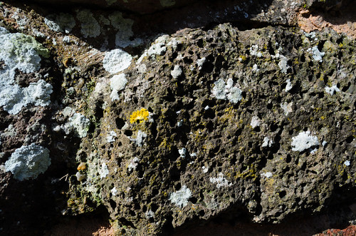 Lichen, Roman Wall, Exeter