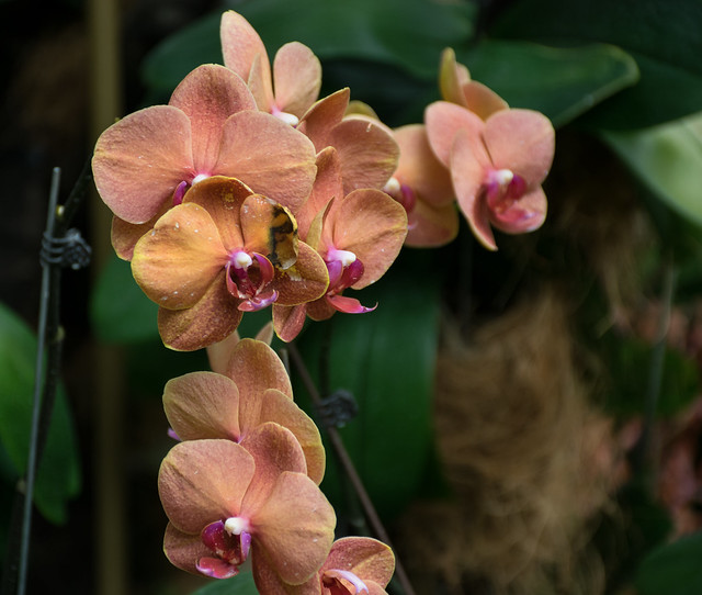 Singaporean Orchid