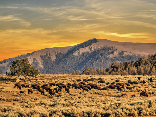 montana bison sunset sonnenuntergang berge mountain lamarvalley farben color urlaub vacation amerika usa