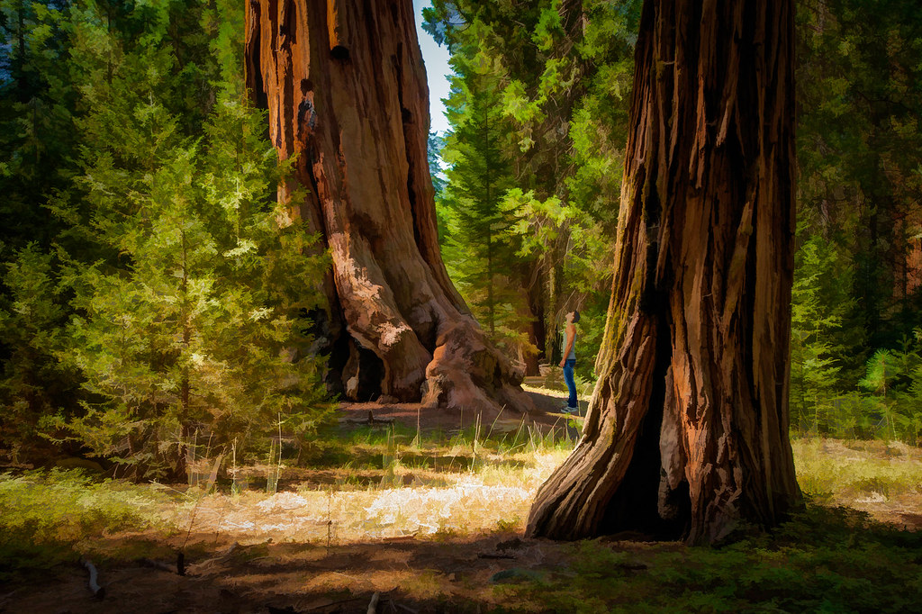 Sequoia - Textured HDR