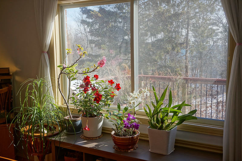 园艺 驱冬迎春 几种室内盆花 由rokkorhunter发表 文学城