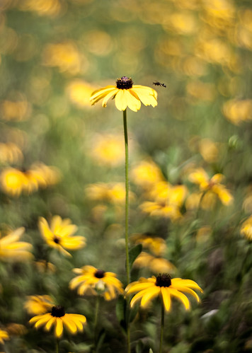 Yellow Fields | by GrizzlysGhost