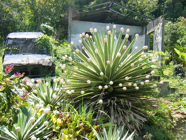 Caribbean “egg plant” = Barbados