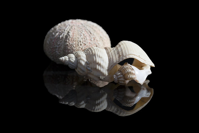whelk shells and Sea urchin