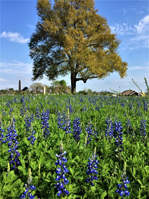 Bluebonnet - the state flower of Texas