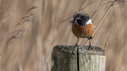 Stonechat by pstani, A male stonechat on a post at Frampton Marsh reserve, Lincolnshire. 24th Feb 2018, a rather windy da