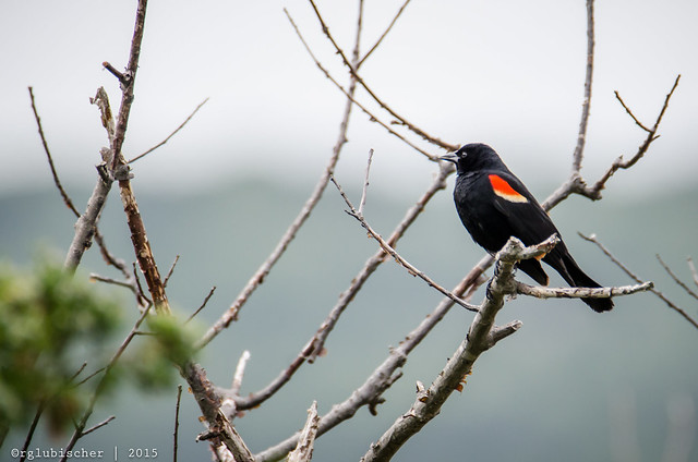 Birds of Sandy Hook - Red-Winged Blackbird - 1