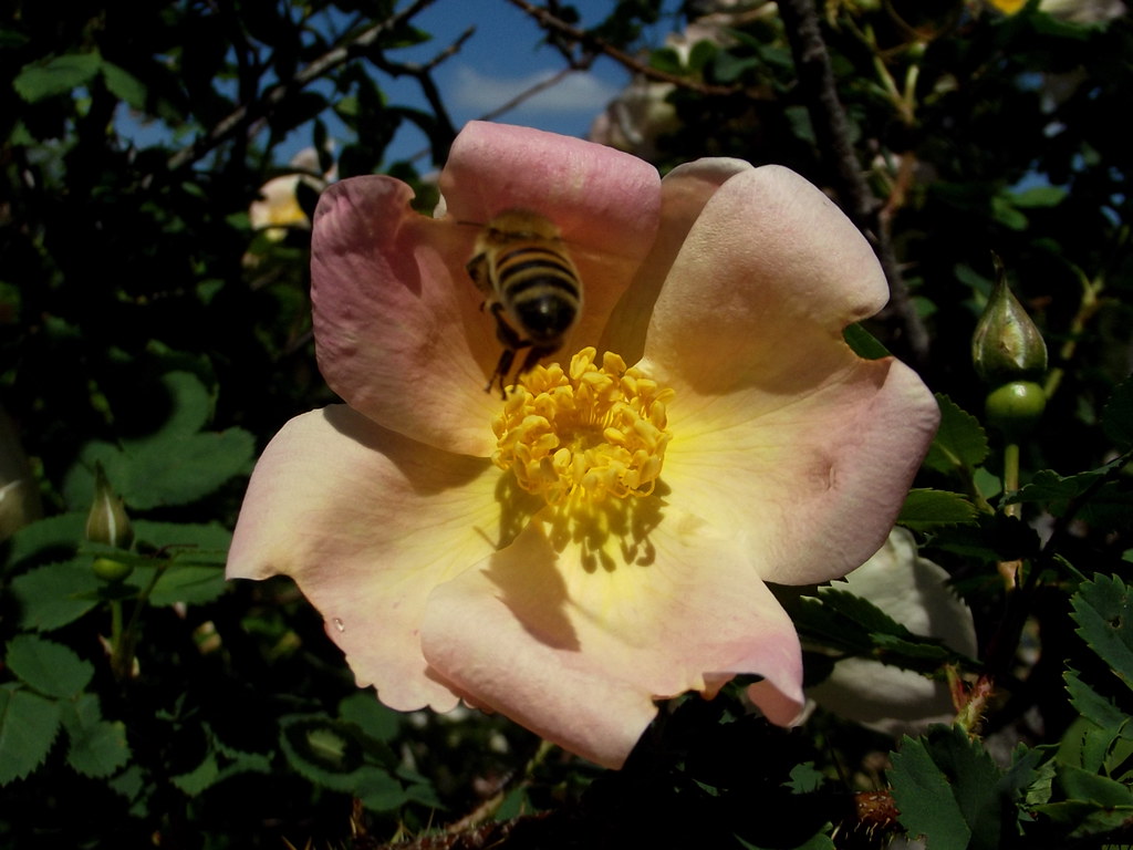 Rosa 