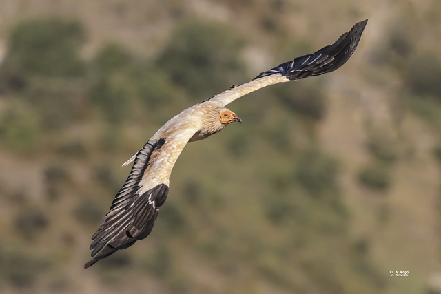 Vuelo de Alimoche / Vulture flight, (Neophron percnopterus)