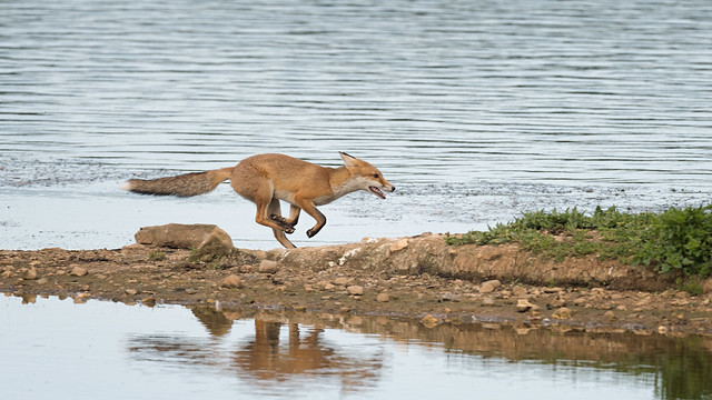 Fox cub - full pelt
