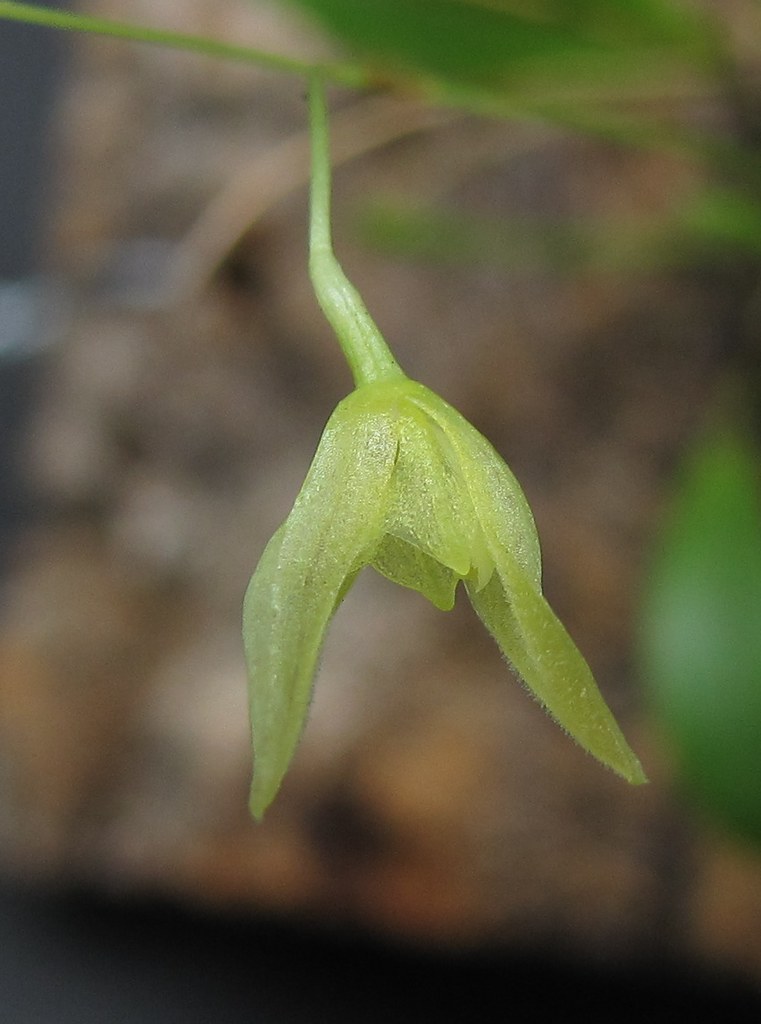 Pabstiella sp var. MID/PR amarela | Micro-orquídeas RM | Flickr