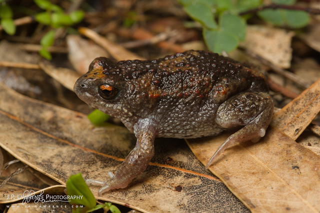 Guenther's Toadlet