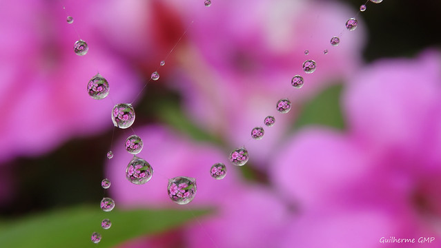 Necklace of water drops on spider web,