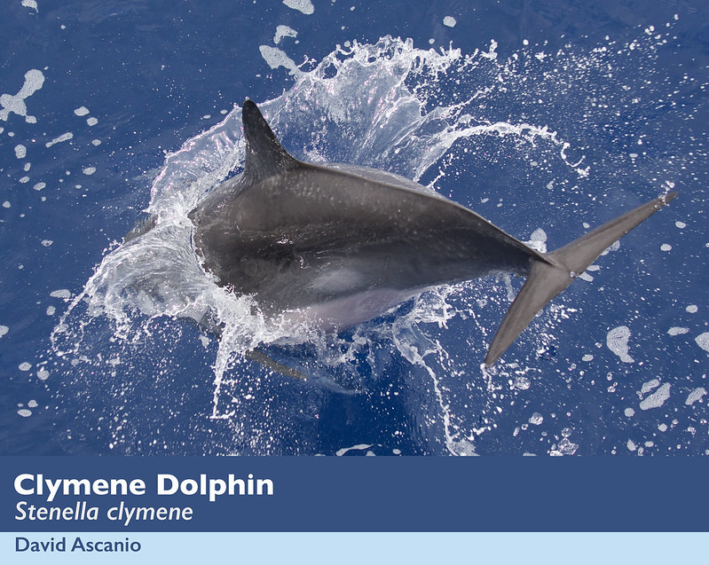 Clymene Dolphin, Stenella clymene_199A9298