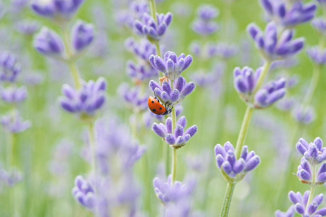 Bug in lavender field