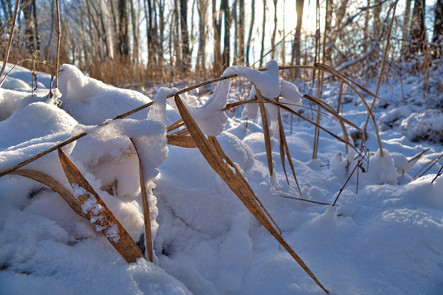 Snowsnake captures reed